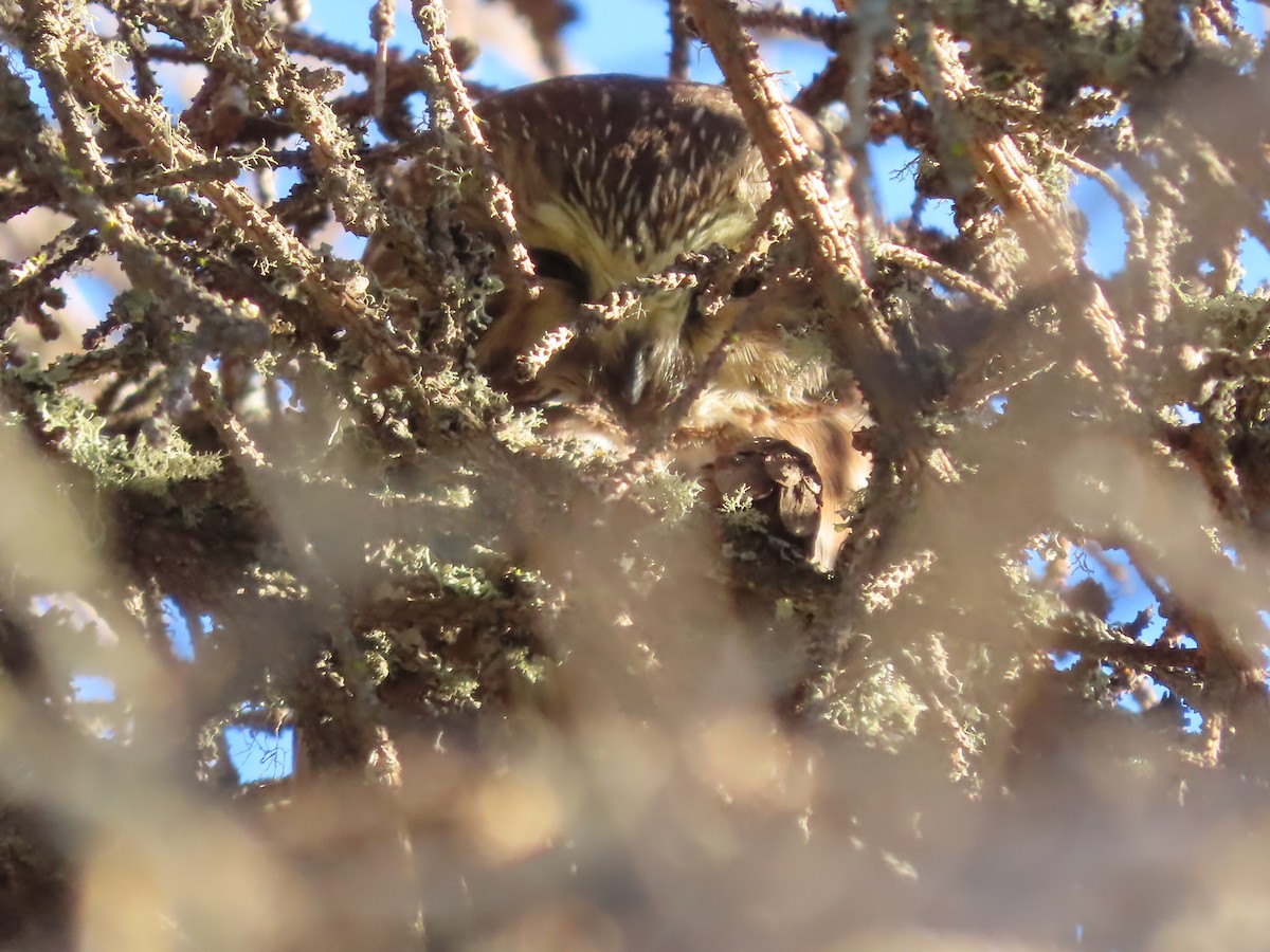 Northern Saw-whet Owl - ML614084938