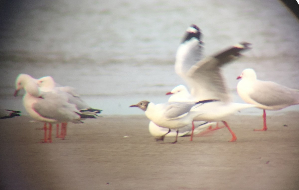 Black-headed Gull - ML614085000