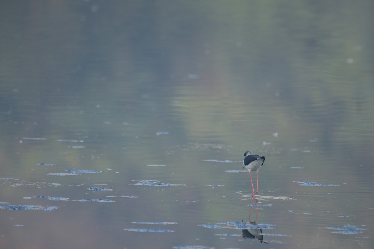 Black-winged Stilt - Harsh Shah