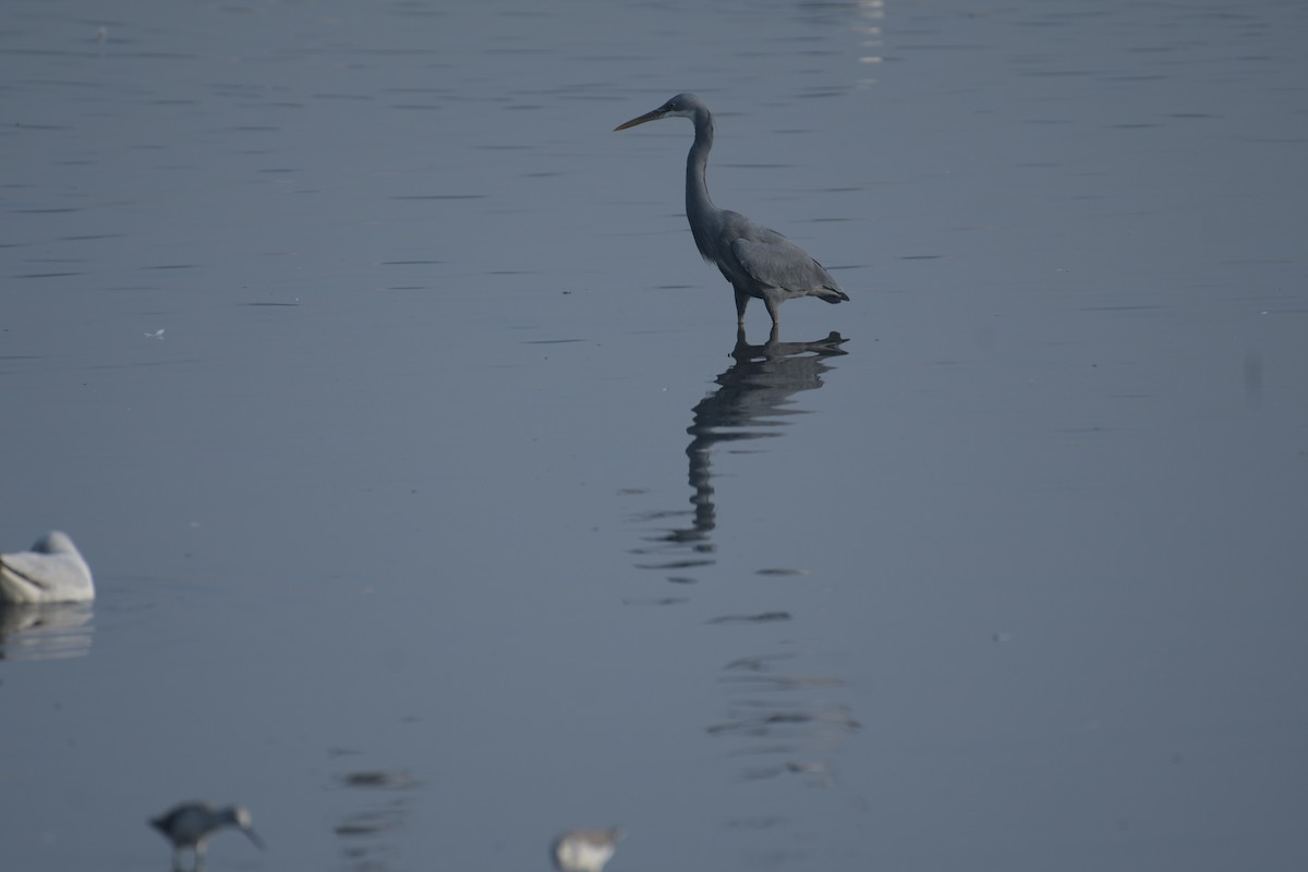 Western Reef-Heron - ML614085067