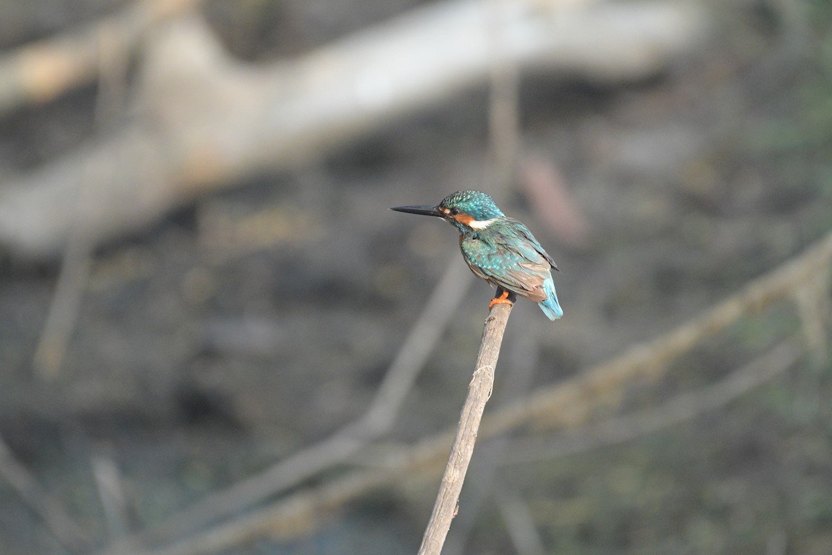 Common Kingfisher - ML614085070