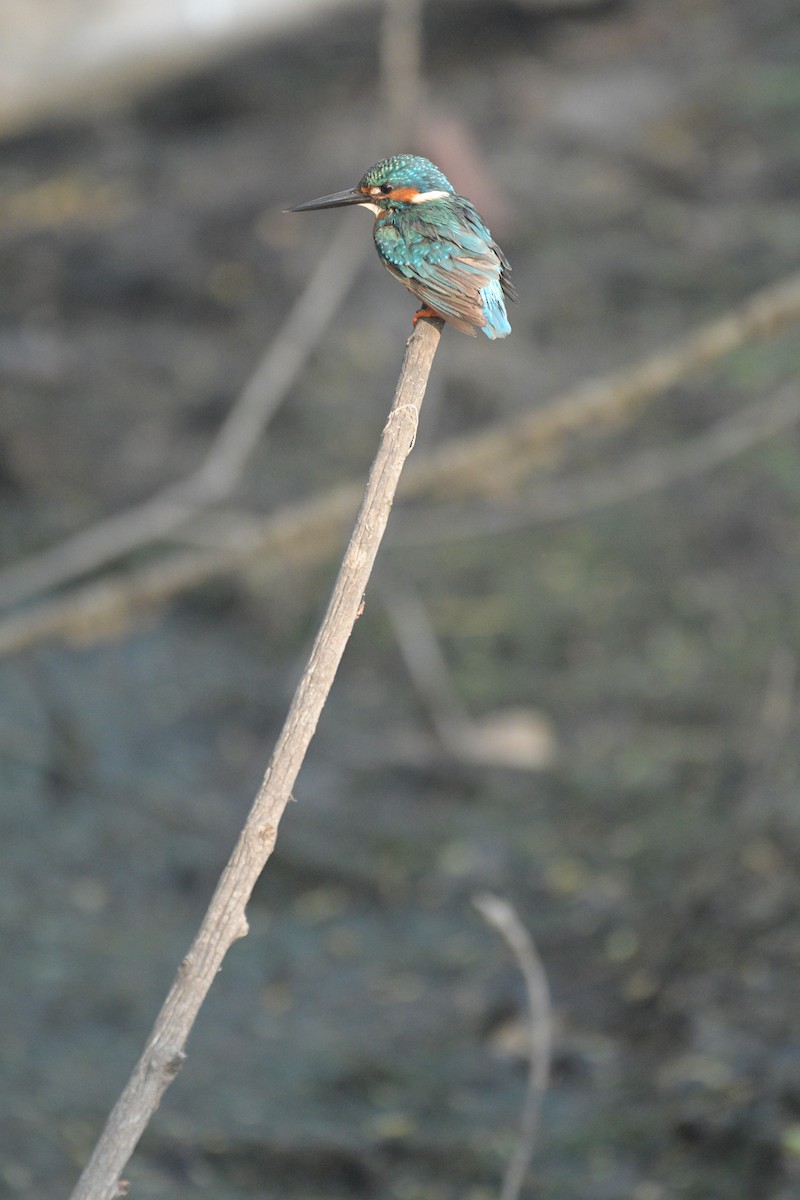 Common Kingfisher - Harsh Shah
