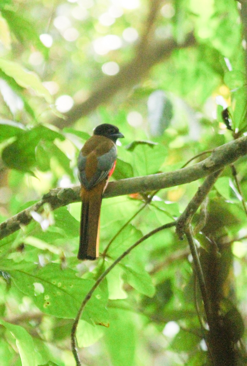 Malabar Trogon - ML614085076