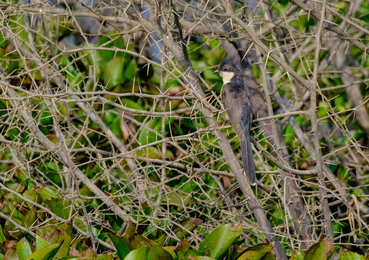 Pied Cuckoo - ML614085099