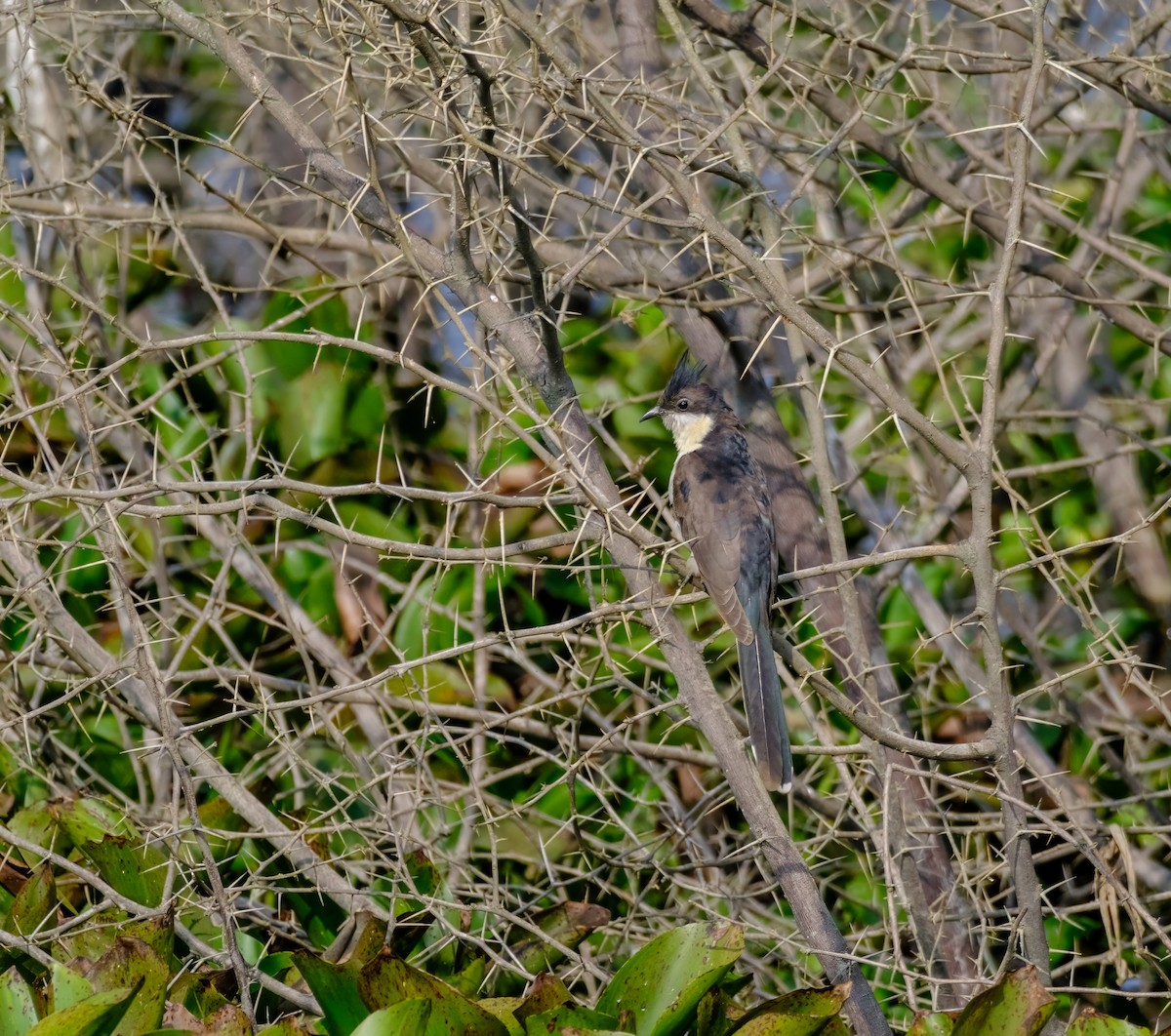 Pied Cuckoo - ML614085100