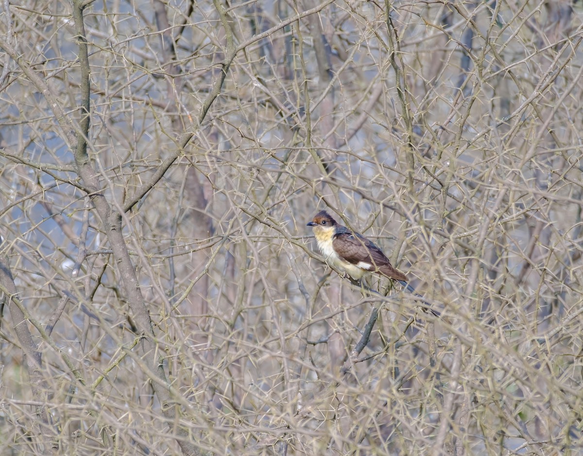 Pied Cuckoo - ML614085101