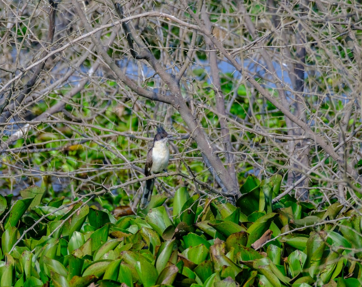 Pied Cuckoo - ML614085102