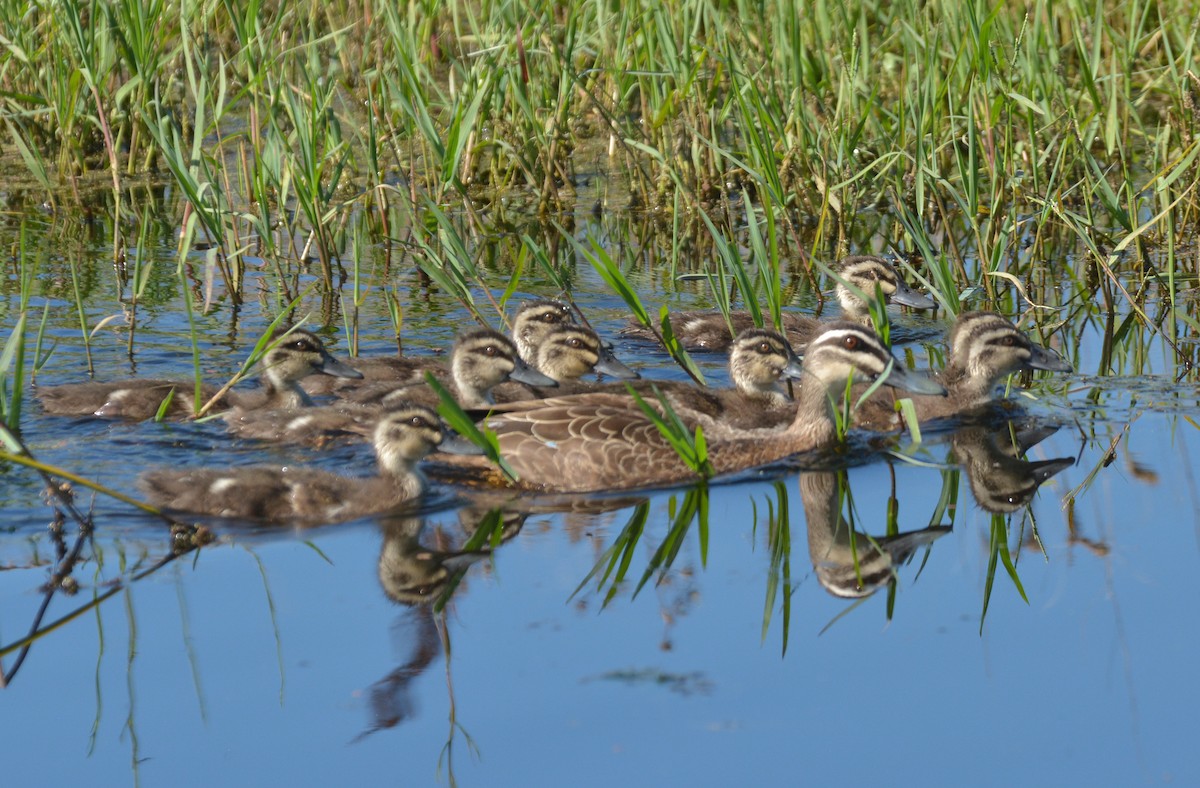 Canard à sourcils - ML614085116