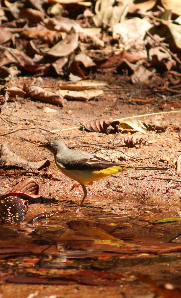 Gray Wagtail - ML614085146