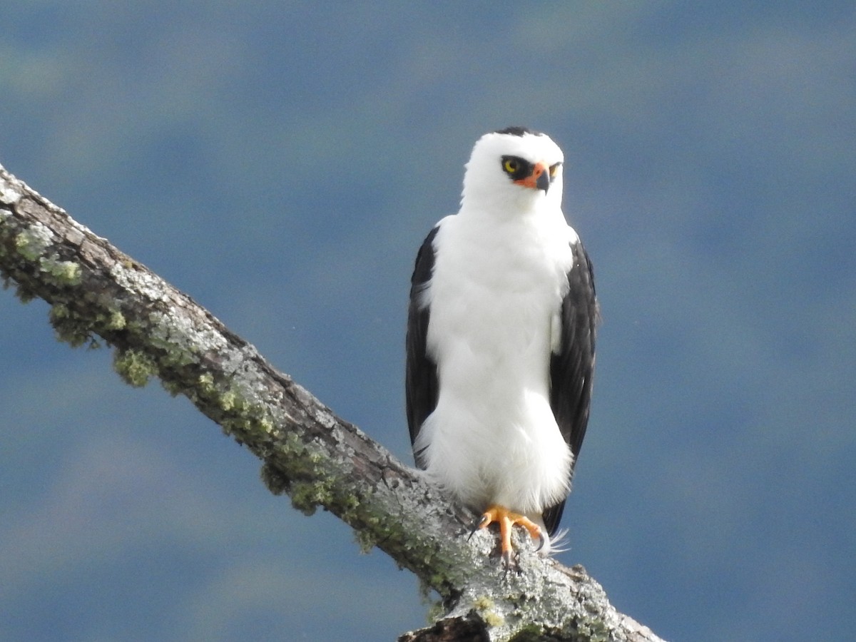 Black-and-white Hawk-Eagle - Aparajita Datta