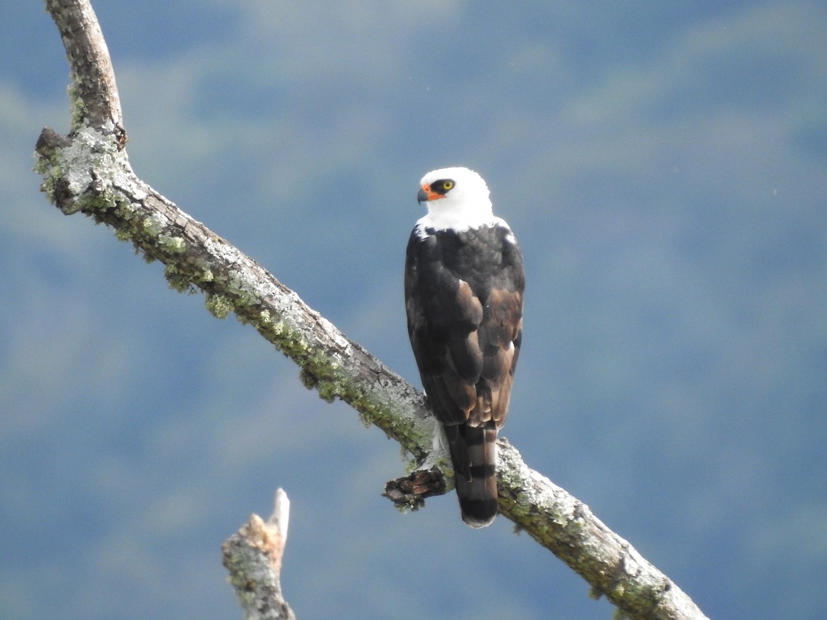 Black-and-white Hawk-Eagle - Aparajita Datta