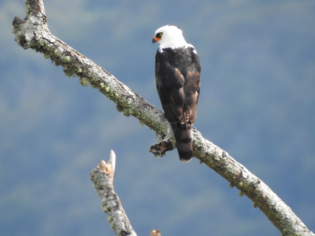 Black-and-white Hawk-Eagle - ML614085222