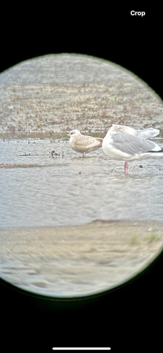 Short-billed Gull - ML614085277