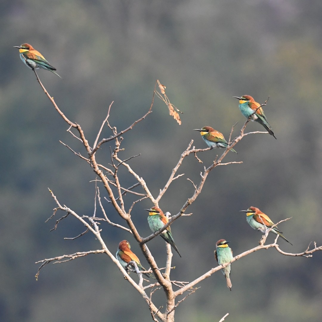 European Bee-eater - Sundar Palanivelu