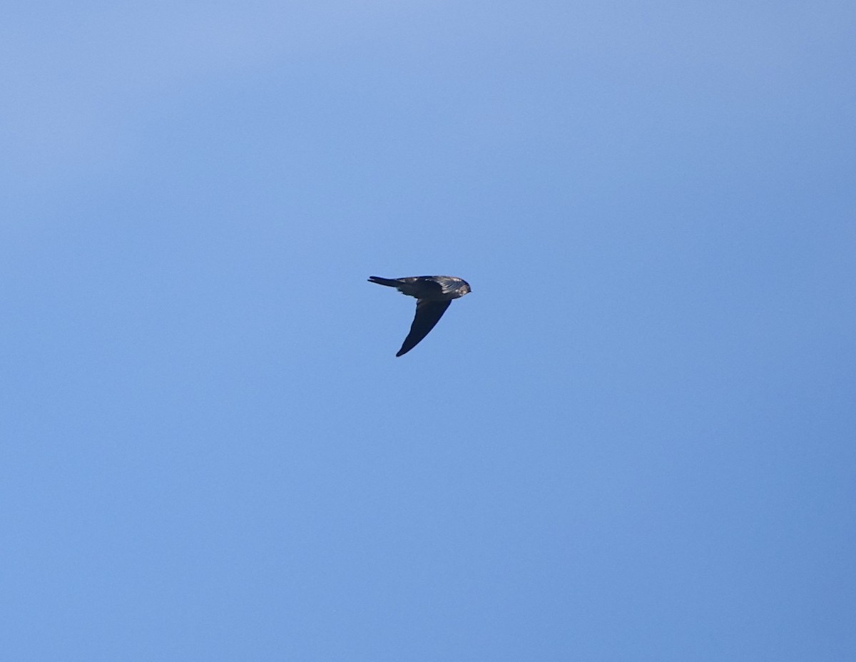 Seychelles Swiftlet - ML614085353