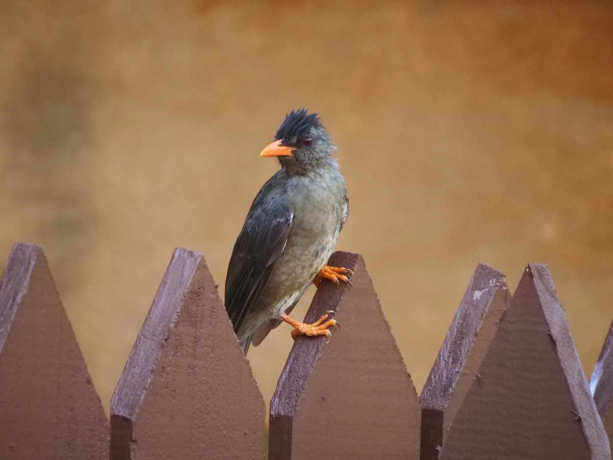 Seychelles Bulbul - ML614085362