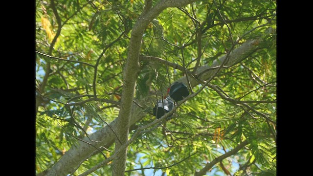 Seychelles Blue-Pigeon - ML614085373