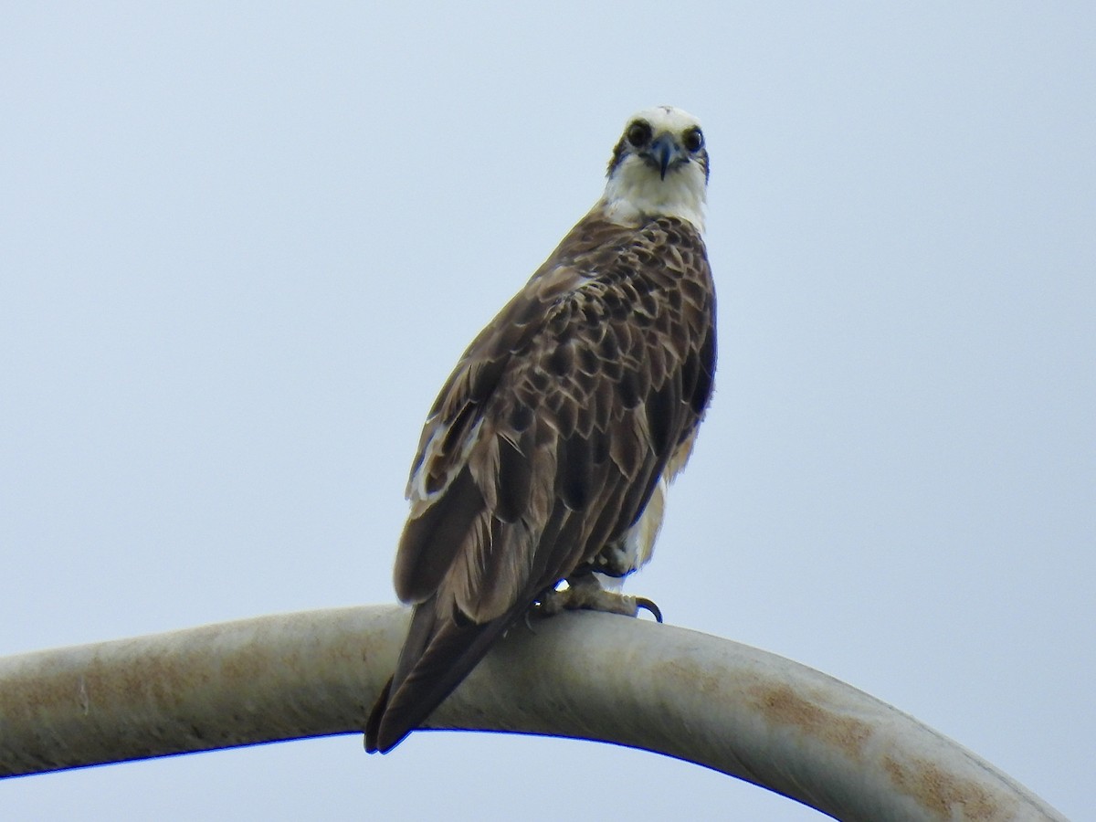 Águila Pescadora - ML614085408