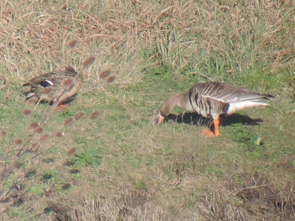 Greater White-fronted Goose - ML614085450