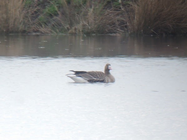 Greater White-fronted Goose - Antony Faure