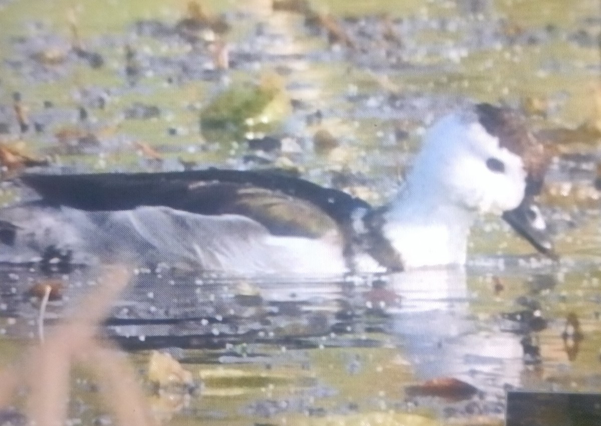 Cotton Pygmy-Goose - ML614085468