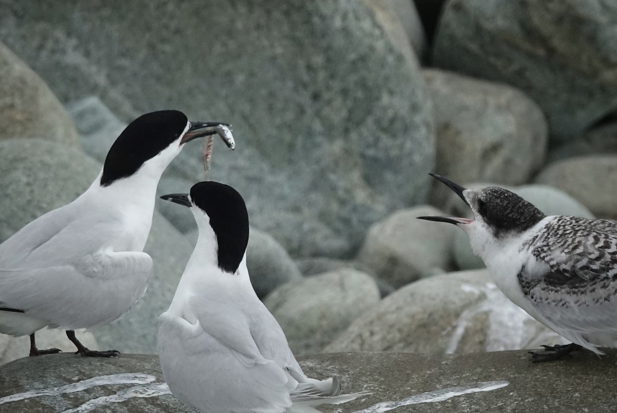 White-fronted Tern - ML614085485