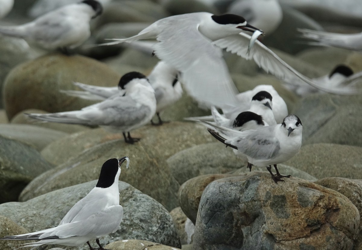 White-fronted Tern - ML614085486