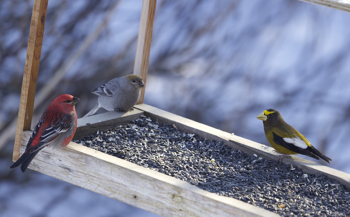 Evening Grosbeak - ML614085501