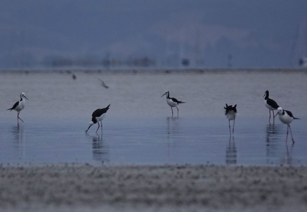 Pied Stilt - ML614085508