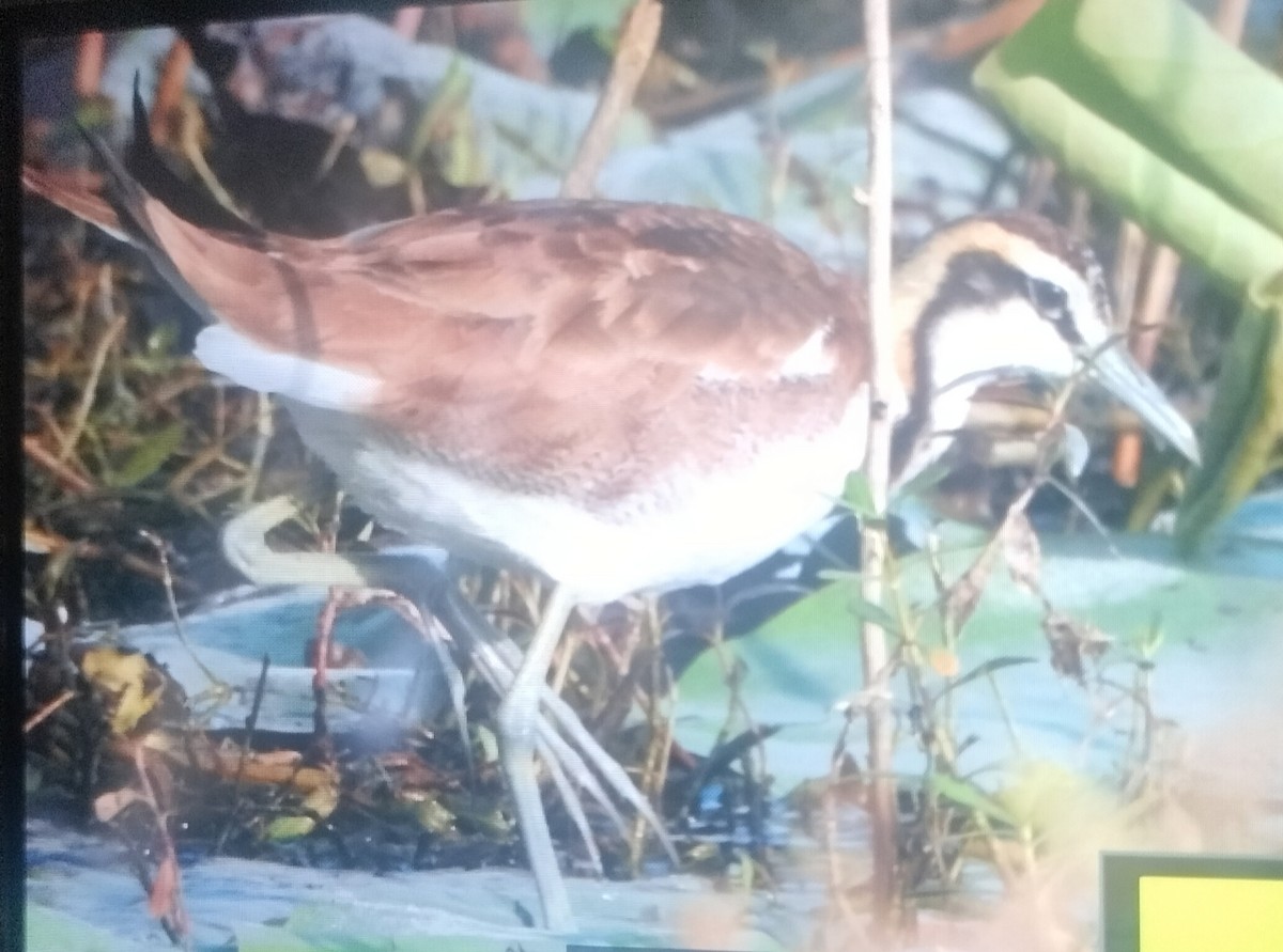 Jacana à longue queue - ML614085520