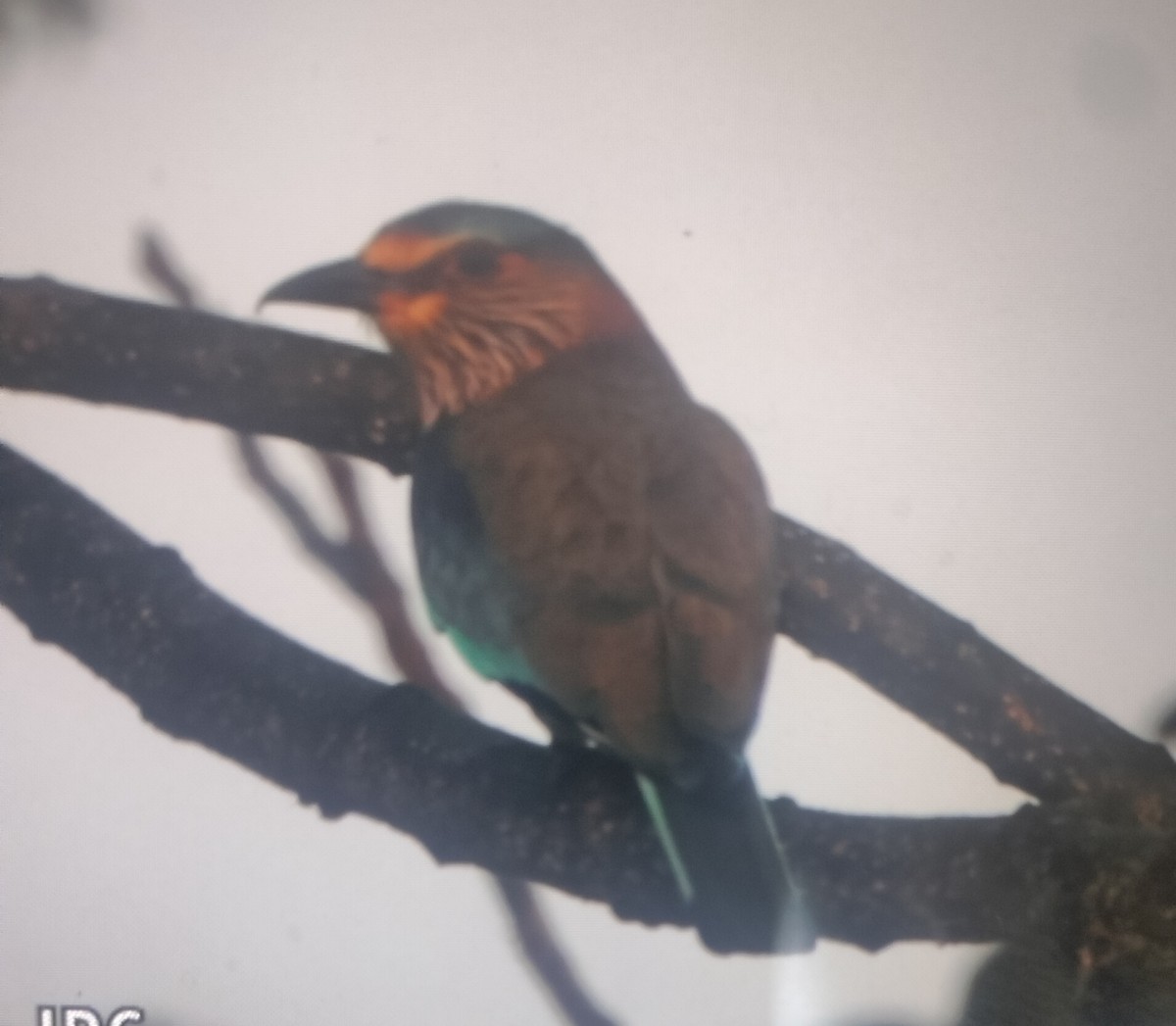 Indian Roller - ML614085534