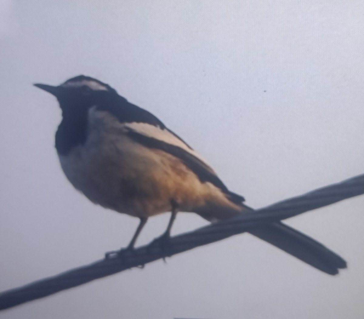 White-browed Wagtail - meenal alagappan