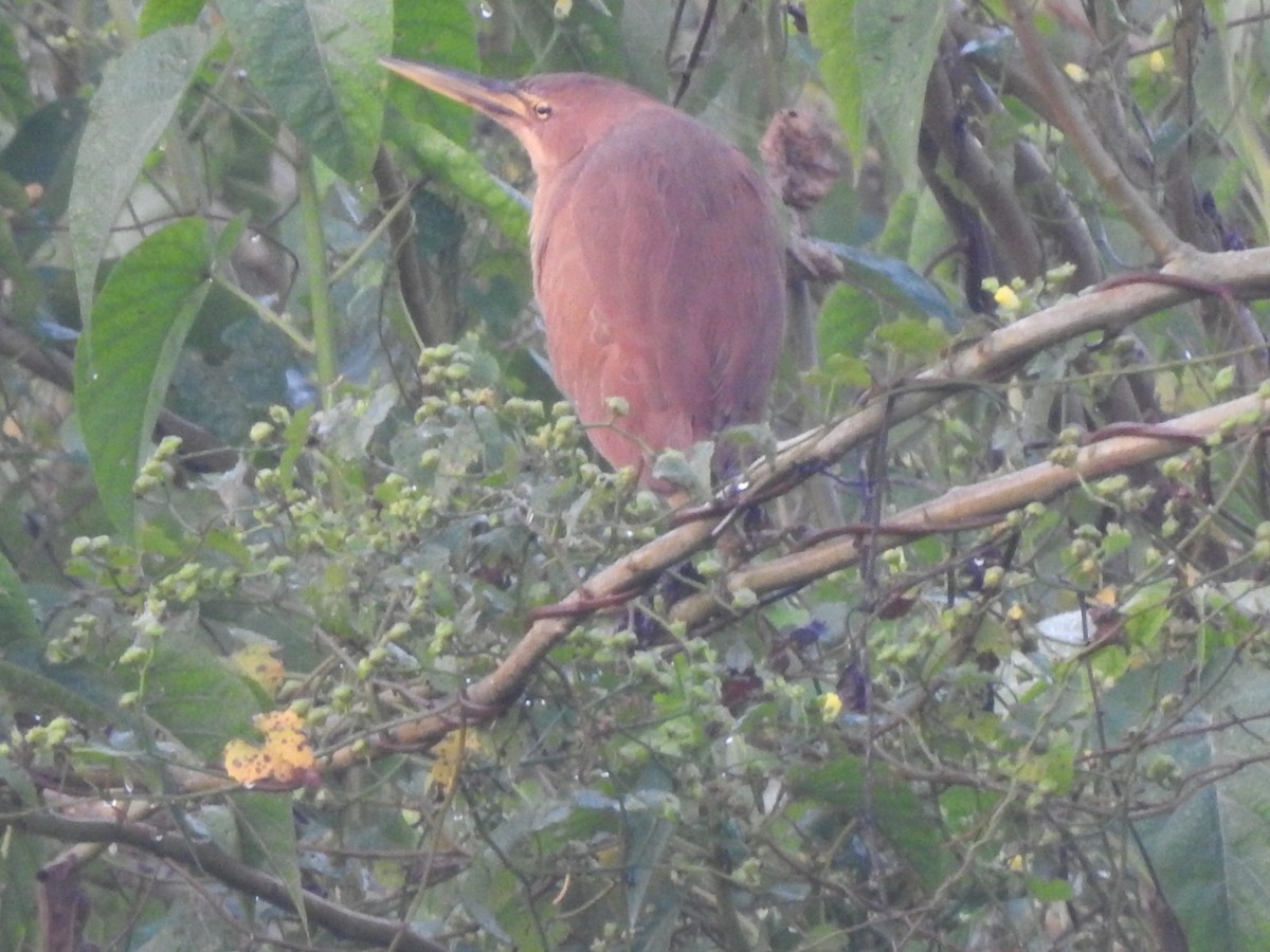 Cinnamon Bittern - ML614085577