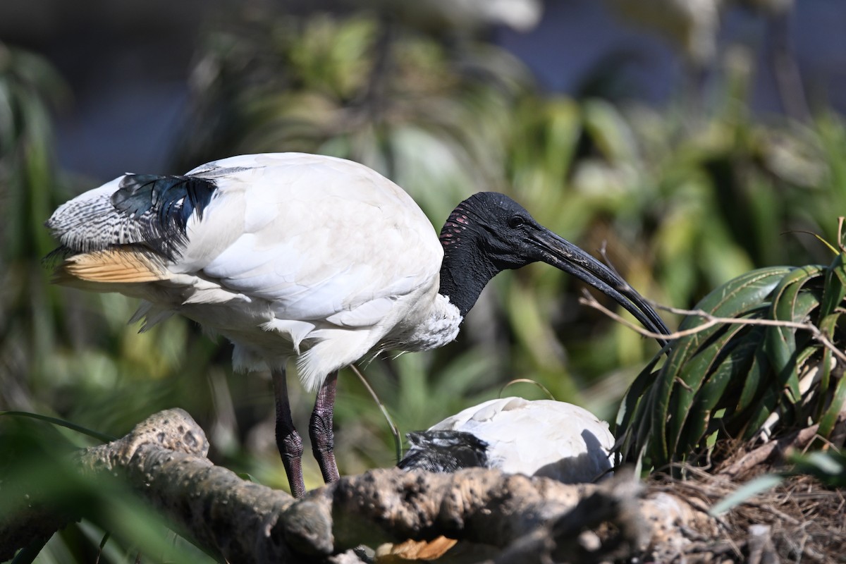 Ibis à cou noir - ML614085580