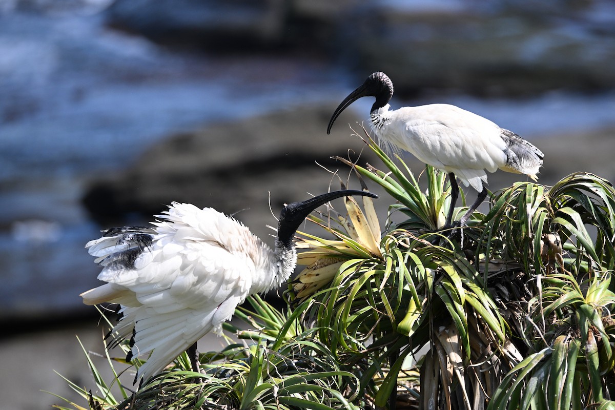 ibis australský - ML614085582