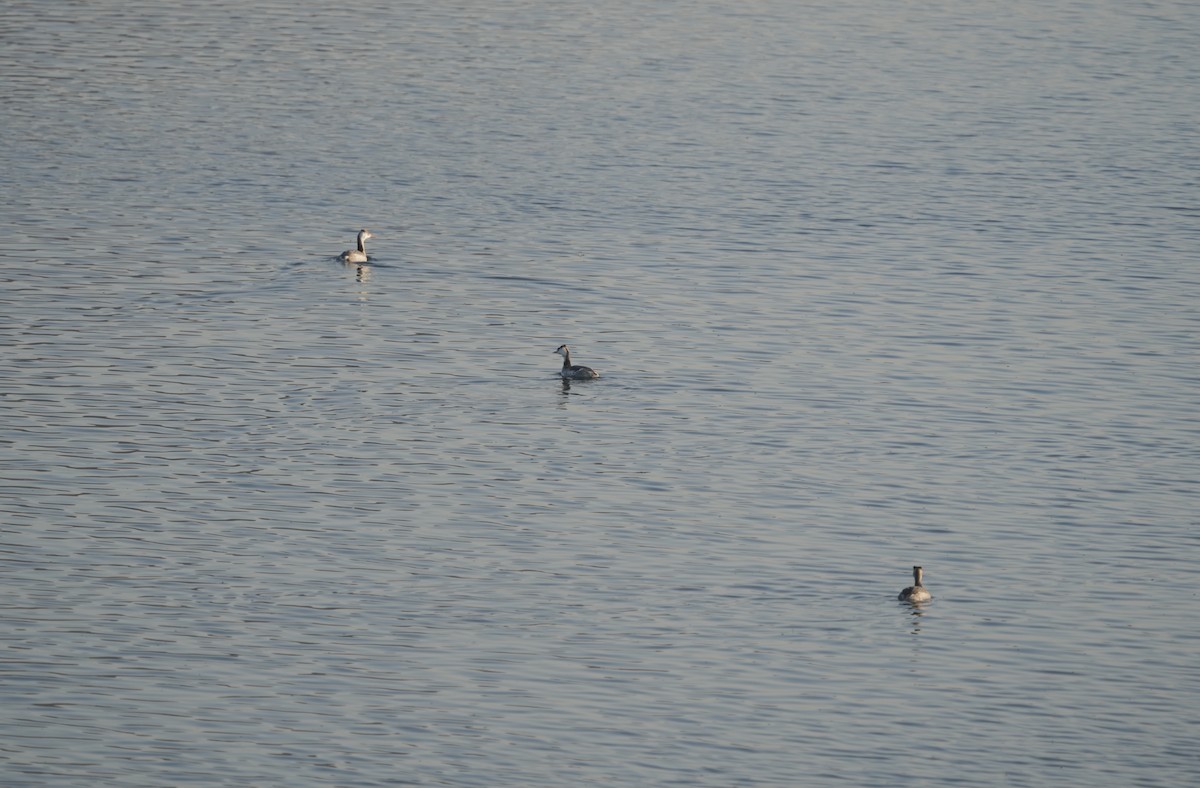 Great Crested Grebe - ML614085587