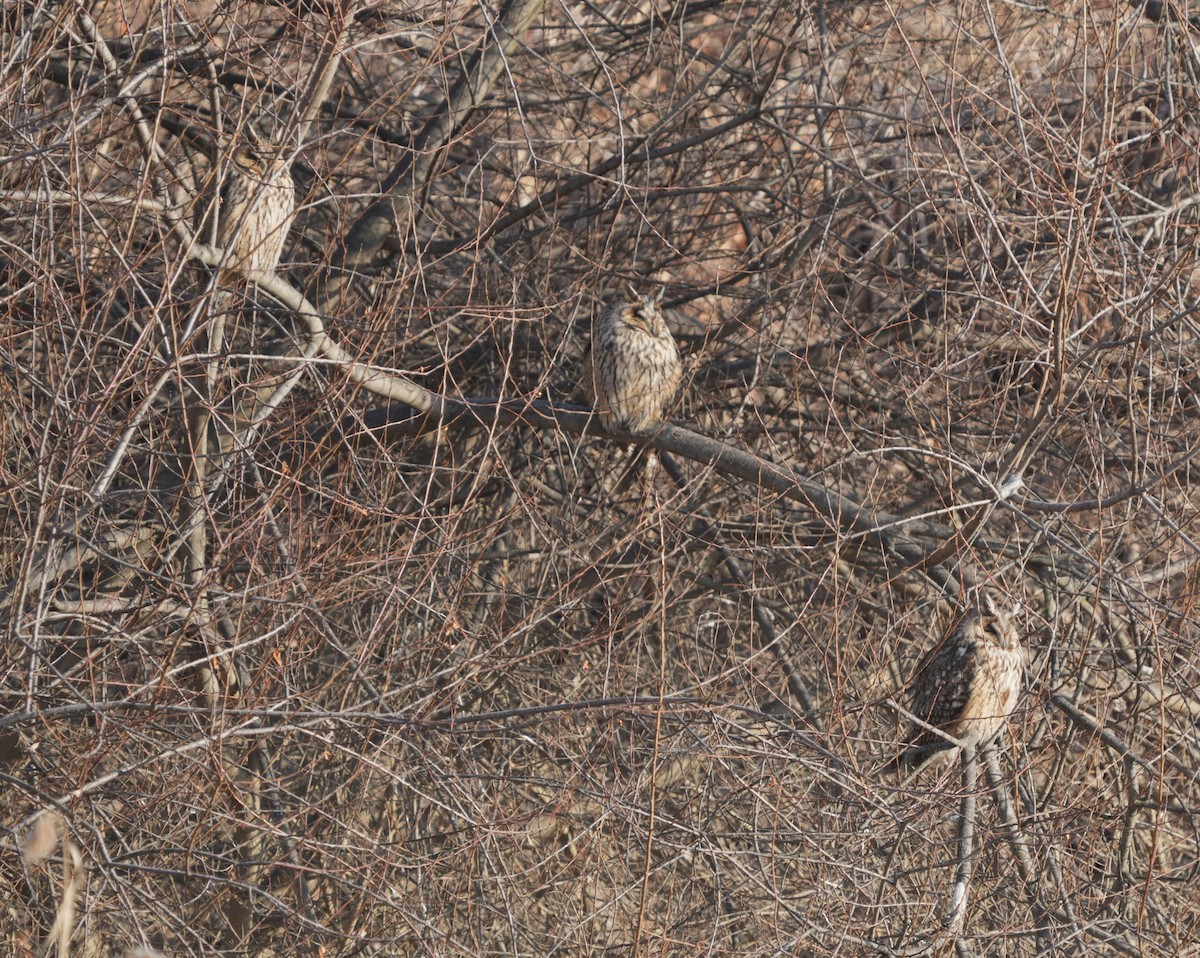 Long-eared Owl - ML614085591