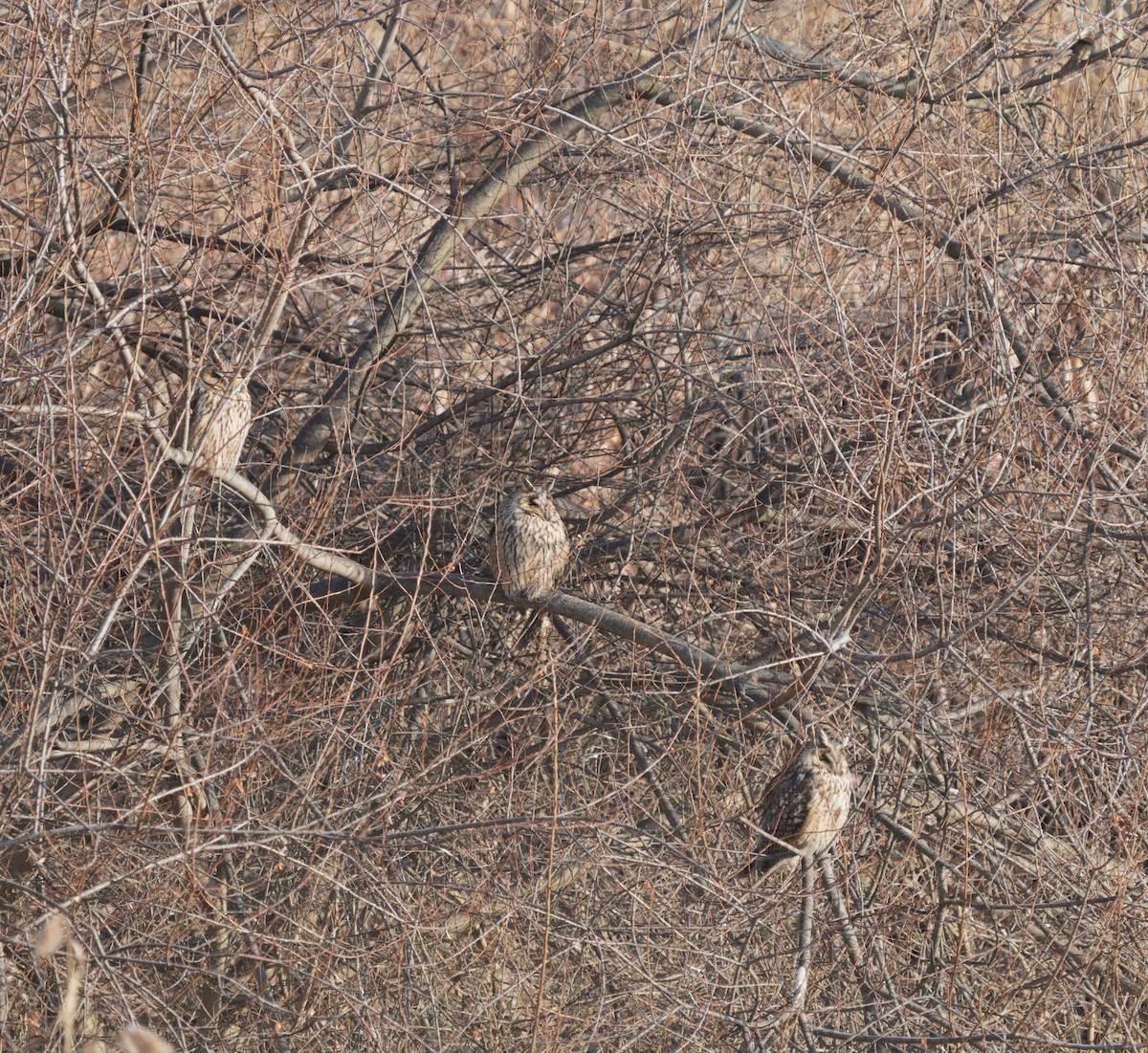 Long-eared Owl - ML614085592