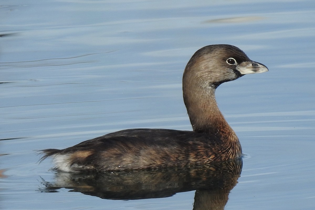 Pied-billed Grebe - ML614085607