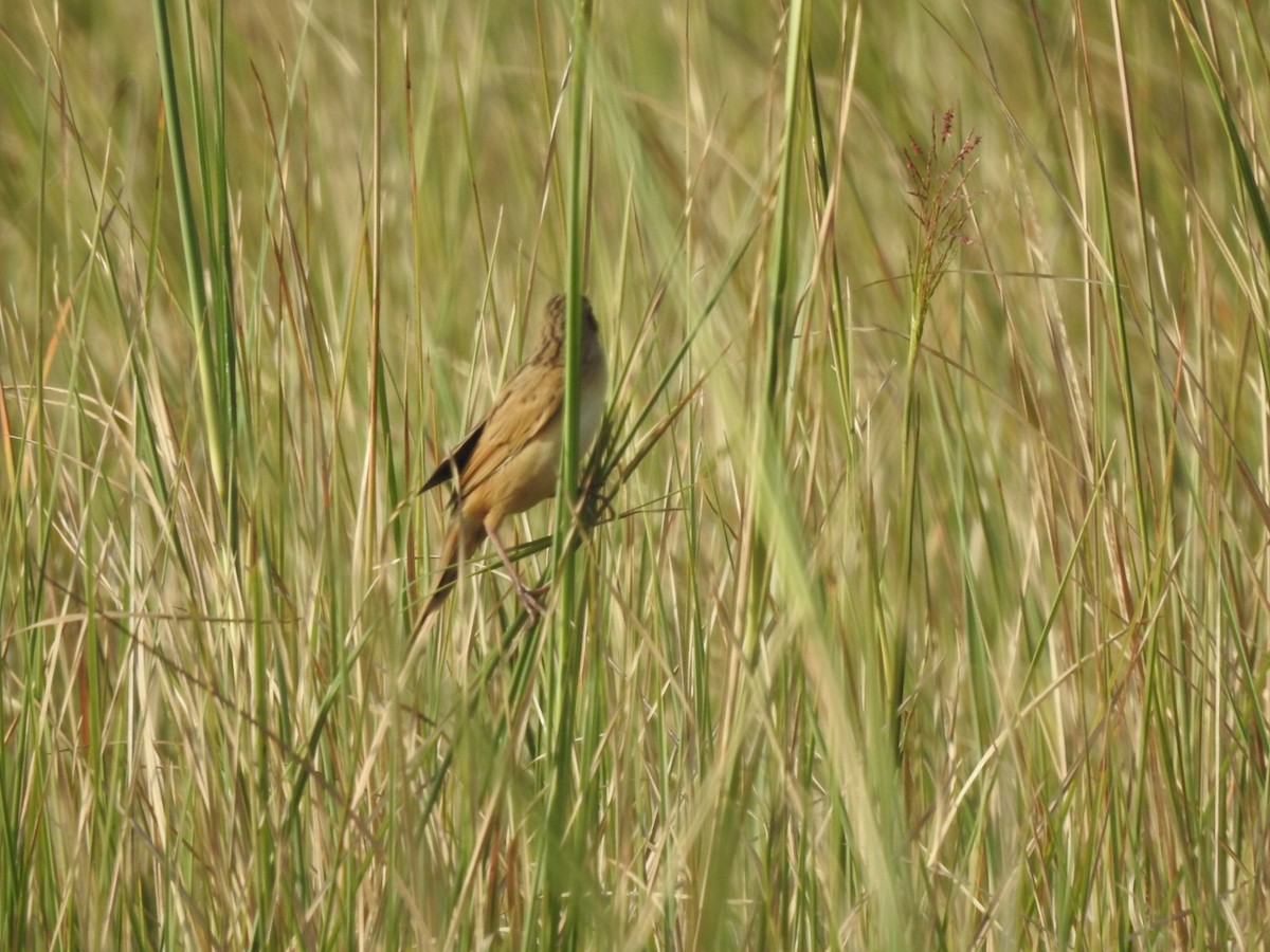 Bristled Grassbird - ML614085611