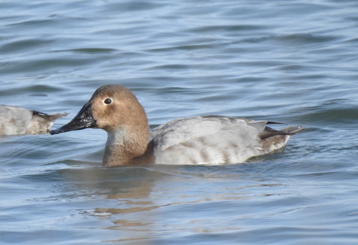 Canvasback - ML614085614