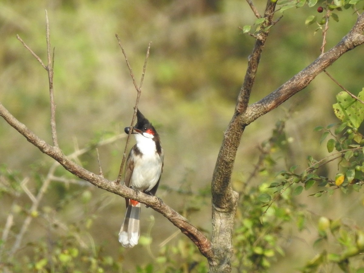 Red-whiskered Bulbul - ML614085615