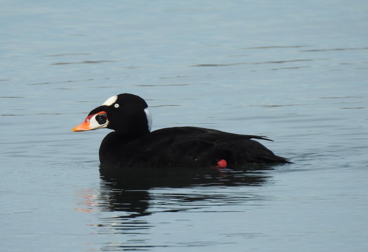 Surf Scoter - Anonymous