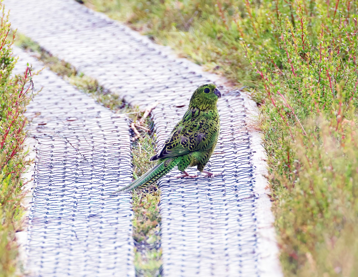 Ground Parrot - ML614085645