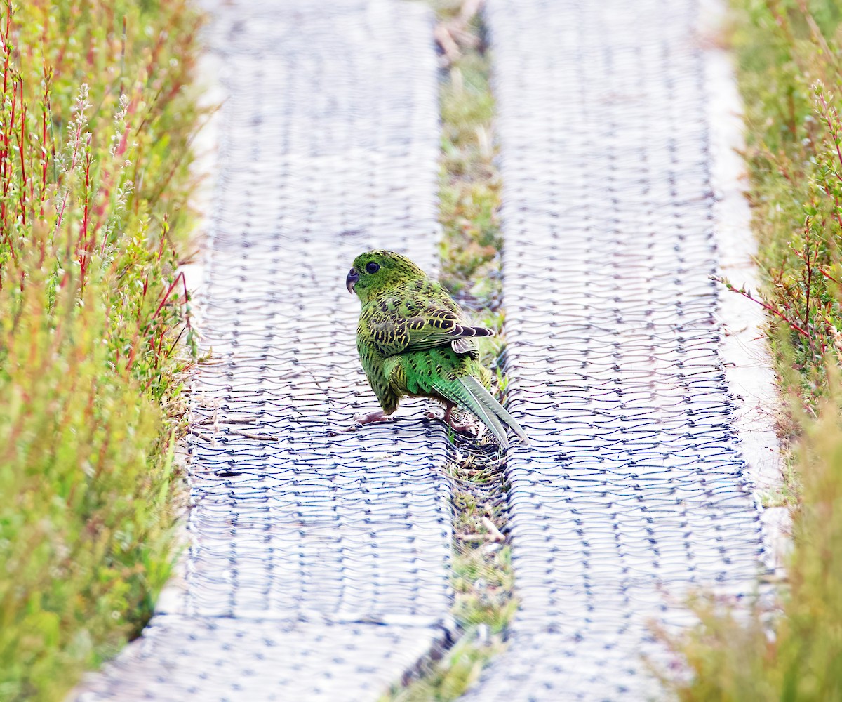 Ground Parrot - ML614085648