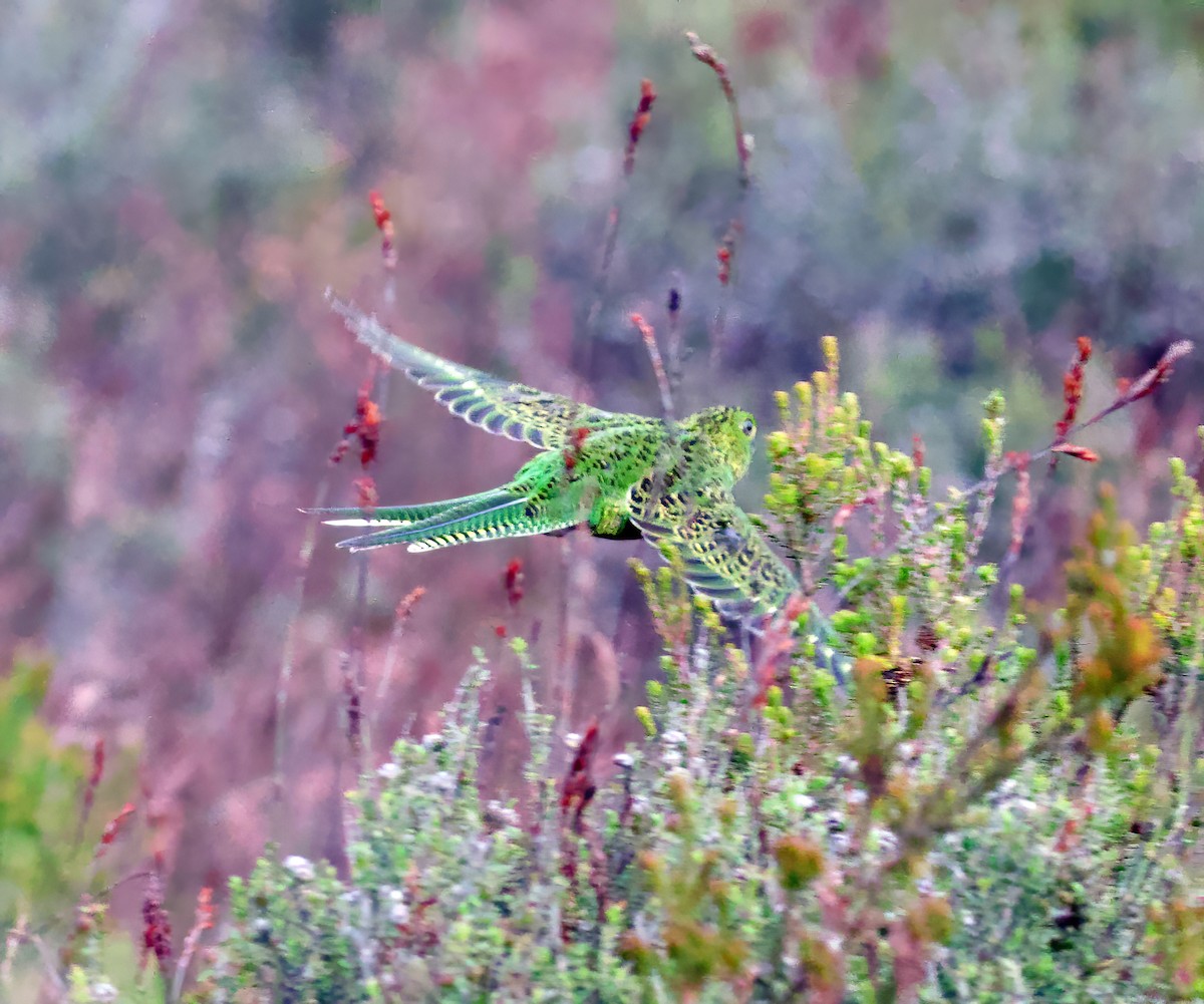 Ground Parrot - ML614085655