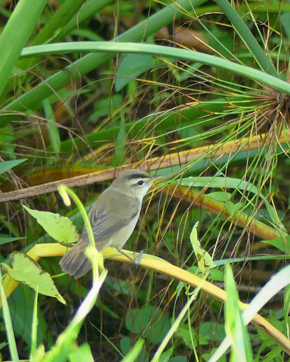 Black-browed Reed Warbler - ML614085745