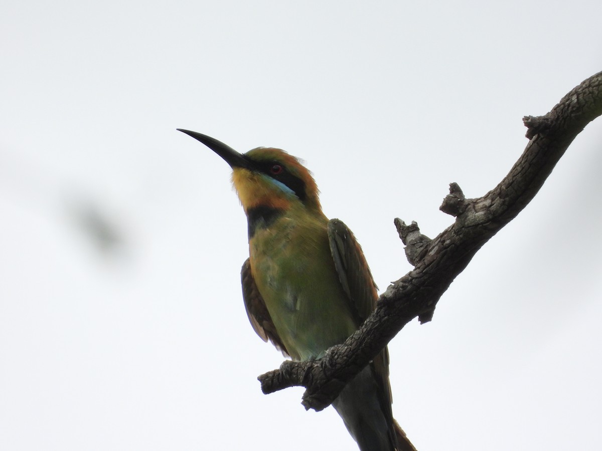 Rainbow Bee-eater - ML614085761