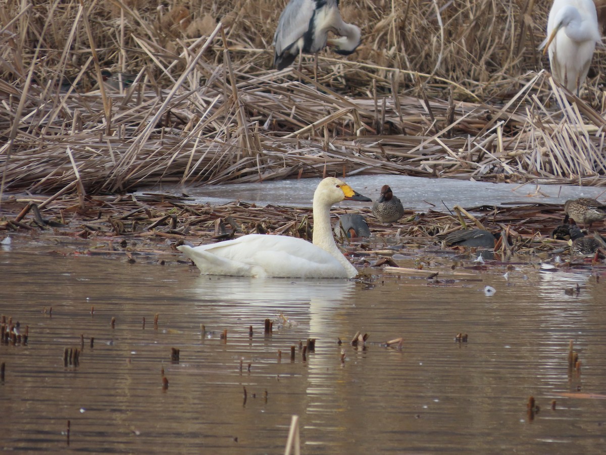 Tundra Swan - ML614085837