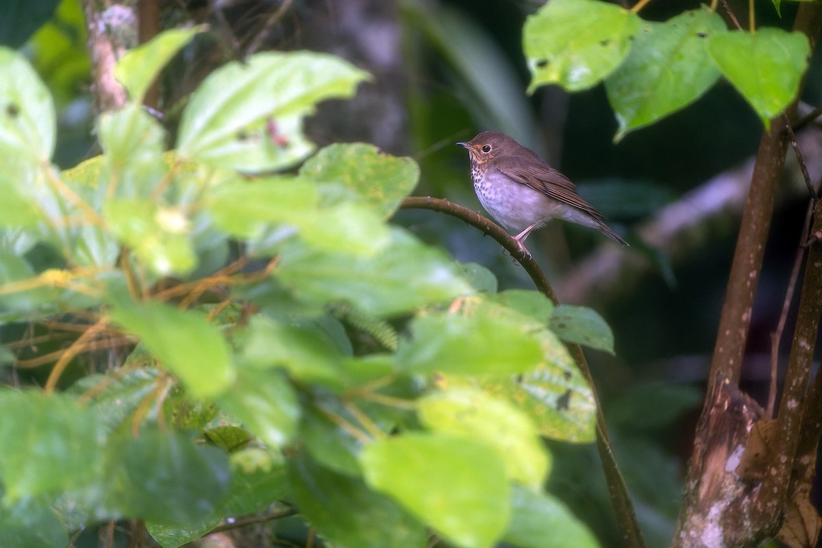 Swainson's Thrush - ML614085869